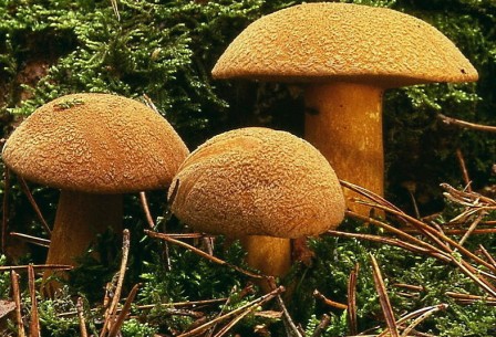   - Suillus variegatus